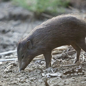 Suidae Collection: Pygmy Hog