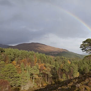 Rainbow over forest of Scots pine (Pinus sylvestris) trees, Glen Affric, Scotland, UK, October 2011