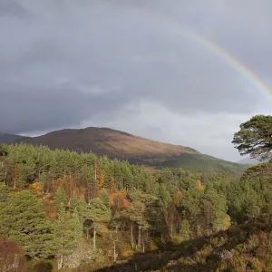 Rainbow over forest of Scots pine (Pinus sylvestris) trees, Glen Affric, Scotland, UK, October 2011