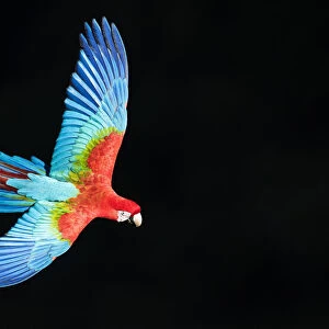 Red-and-green macaw (Ara chloropterus) in flight, Pantanal, Brazil. August
