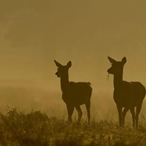 Red deer (Cervus elaphus) three females or hinds in silhouette in dawn mist, Leicestershire