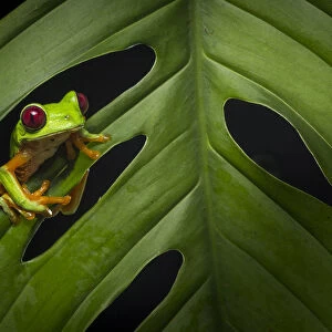 Red-eyed treefrog (Agalychnis calidryas) Costa Rica, April 2015