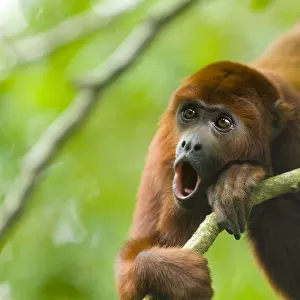 Atelidae Collection: Red-handed Howler Monkey
