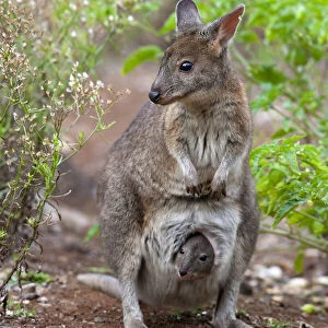 Macropodidae Collection: Related Images
