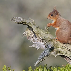 Red Squirrel (Sciurus vulgaris). Speyside, Scotland, April