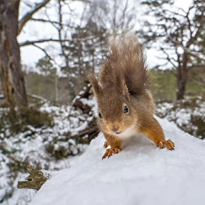 Red squirrel (Sciurus vulgaris) on a snow-covered fallen tree, close up, Cairngorms National Park, Scotland, UK. March