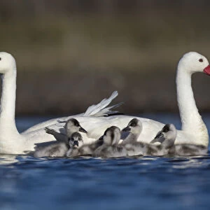 Swans Collection: Coscoroba Swan