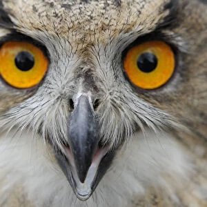 RF- Eagle owl (Bubo bubo) calling, raised in captivity and newly released into the wild