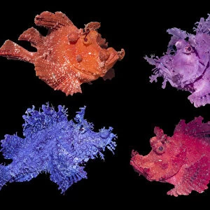 RF - Eschmeyers scorpionfish (Rhinopias eschmeyeri) composite image showing different colour variations on black background. Lembeh Strait, North Sulawesi, Indonesia. (This image may be licensed either as rights managed or royalty free. )