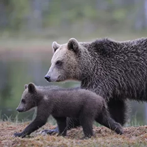 RF- Eurasian brown bear (Ursus arctos) mother walking with cub, Suomussalmi, Finland