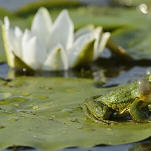RF- Pool Frog (Rana lessonae) sitting on white lily pad, Danube delta rewilding area, Romania