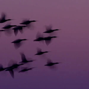 RF- Small group of Pink-footed geese (Anser brachyrhynchus) in flight at dawn, The Wash Estuary