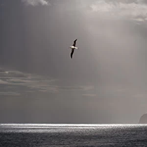 RF - Wandering albatross (Diomedea exulans) flying over the rugged coast of South Georgia