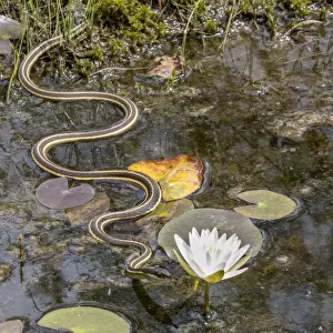 Ribbon snake (Thamnophis saurita) gliding over water surface towards a Fragrant water lily (Nymphaea odorata), Webbs Mill bog, Pinelands National Preserve, New Jersey, USA. August