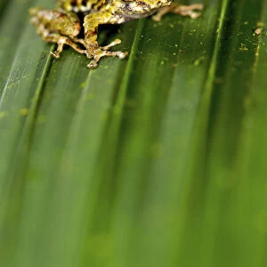 Rio Jatuntianhua Robber Frog (Pristimantis eriphus) male on a leaf