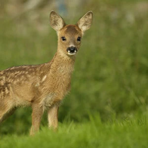 Roe deer fawn (3-weeks-old) {Capreolus capreolus} Grampian, UK