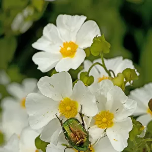 Beetles Collection: Green Rose Chafer