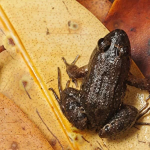 Sabinal Frog (Leptodactylus melanonotus), Ria Lagartos Biosphere Reserve