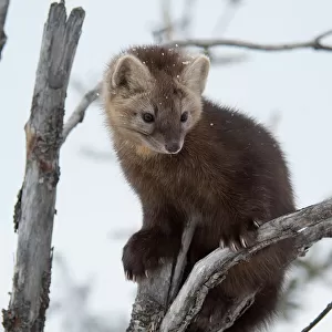 Mustelidae Collection: Japanese Marten