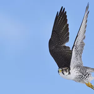 Falcons Collection: Saker Falcon