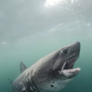 Salmon shark (Lamna ditropis). Port Fidalgo, Alaska, USA. July