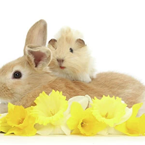 Sandy rabbit and Guinea pig with daffodils, portrait