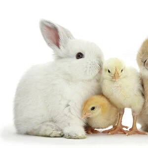 Two Sandy and white rabbits with two yellow Bantam chicks, portrait