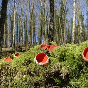 Scarlet elf cup fungi (Sarcoscypha coccinea) growing on rotten mossy log among leaf litter in deciduous woodland, Wiltshire, UK, February