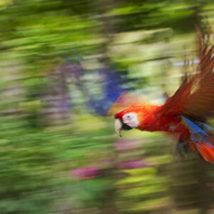 Scarlet macaw (Ara macao) flying, blurred motion. Costa Rica