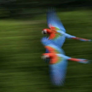 Two Scarlet macaws (Ara macao) flying, captive