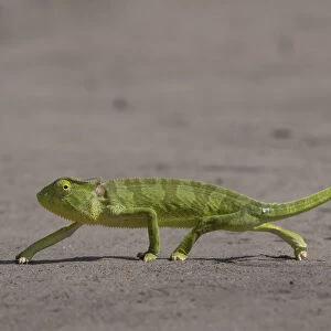 Senegal chameleon (Chamaeleo senegalensis) walking over flat ground, Allahein river, The Gambia