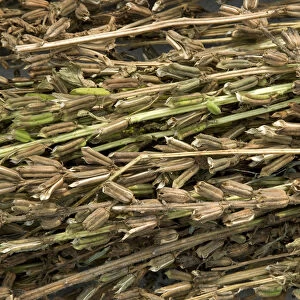 Sesame (Sesamum indicum), dried seed pods ready for seed harvesting. Sichuan Province, China
