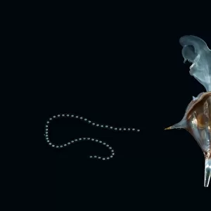 Shelled Pteropod / Sea butterfly {Diacria trispinosa} with egg string attached, from between 188