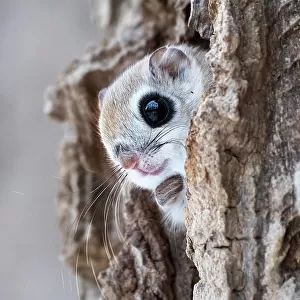 Siberian flying squirrel (Pteromys volans orii) peeking out from its nest, just before emerging for evening of foraging in treetops. Hokkaido, Japan. March