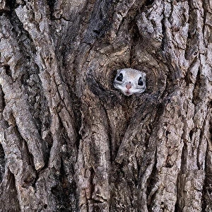 Siberian flying squirrel (Pteromys volans orii) peeking out of entrance of its nest prior to emerging to forage, surveying its surrounding. Hokkaido, Japan. February