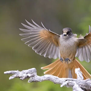 Crows And Jays Collection: Siberian Jay