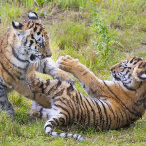 Siberian tiger (Panthera tigris altaica) cubs, age 3 months, playing. Captive