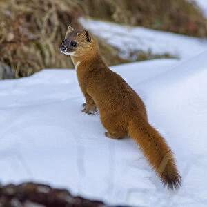 Mustelidae Collection: Siberian Weasel