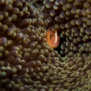 Skunk anemonefish (Amphiprion akallopisos) hiding in a large Carpet anemone (Stichodactyla sp. ), Raja Ampat, West Papau, Indonesia, Pacific Ocean