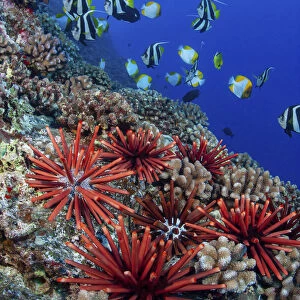 Slate pencil sea urchins (Heterocentrotus mammillatus) Pennantfish (Heniochus diphreutes