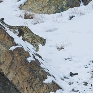 Snow leopard (Panthera uncia), Hemis National Park, Ladakh, India, February