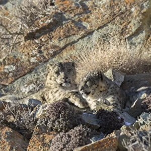 Snow leopard (Uncia uncia) pair resting in sunshine amongst rocks