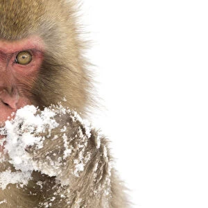 Snow Monkey (Macaca fuscata) with snow covered paw in front of mouth, Nagano, Japan