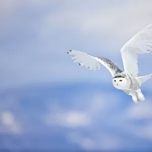 Snowy Owl (Bubo scandiacus) in flight over snow, St. Lawrence River Delta, Quebec, Canada