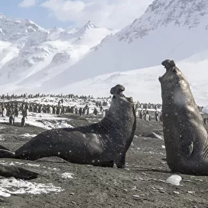 Southern elephant seals (Mirounga leonina) male fighting for breeding rights