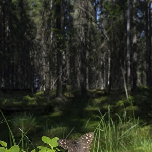 Speckled Wood (Pararge aegeria) male in habitat, Finland, April