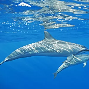 Delphinidae Collection: Pacific White-sided Dolphin