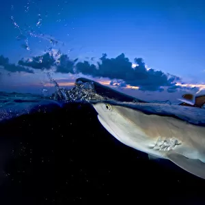 Split level image of Caribbean reef shark (Carcharhinus perezi) breaking surface at dusk