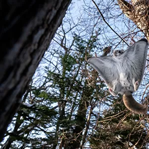 Split-second prior to Siberian flying squirrel (Pteromys volans orii) landing on tree, adjusting its attitude in mid-flight toward relatively vertical position to reduce speed and folding its wings inward