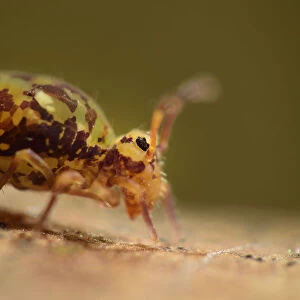 Insects Collection: Collembola